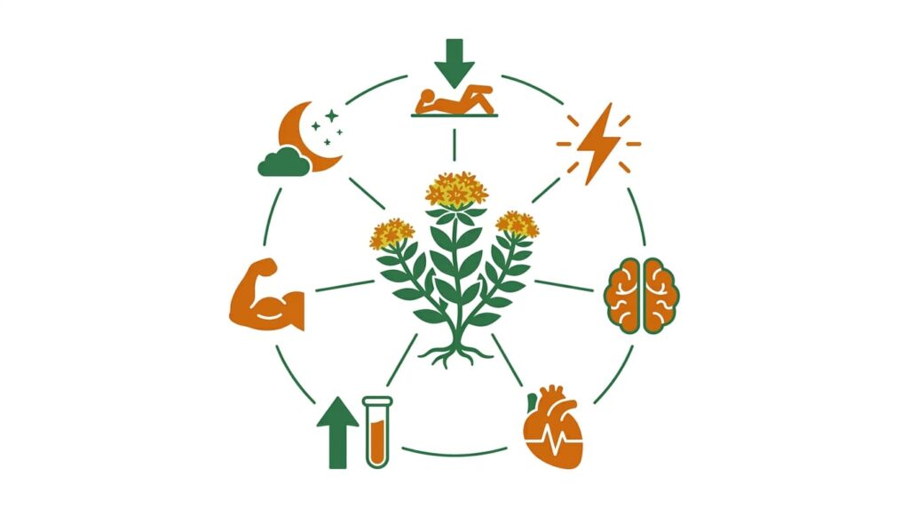 Rhodiola Rosea Beneficios: 7 Efectos Probados 3 rhodiola rosea beneficios