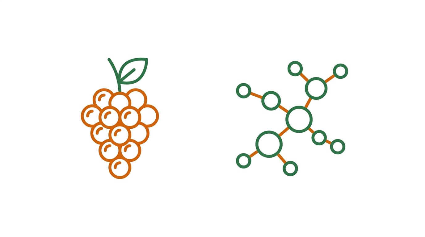 ilustración del resveratrol y su origen en la piel de la uva roja