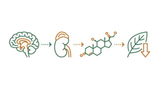 ashwagandha para que sirve